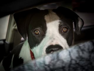 A familyโs pit bull killed their one-year-old child in Tuscarawas County, Ohio on July 2, 2025 (stock photo)