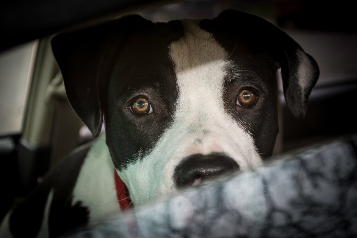 1-year-old killed instantly after family pit bull bit into baby’s neck