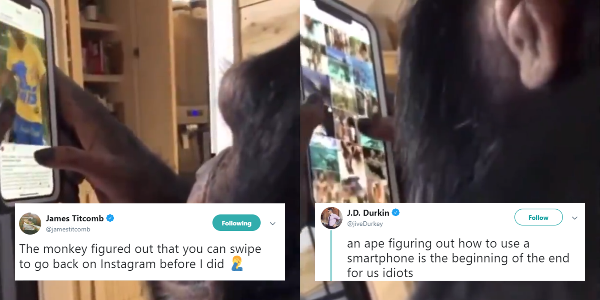 This monkey browsing Instagram is blowing the internet's mind | indy100 ...