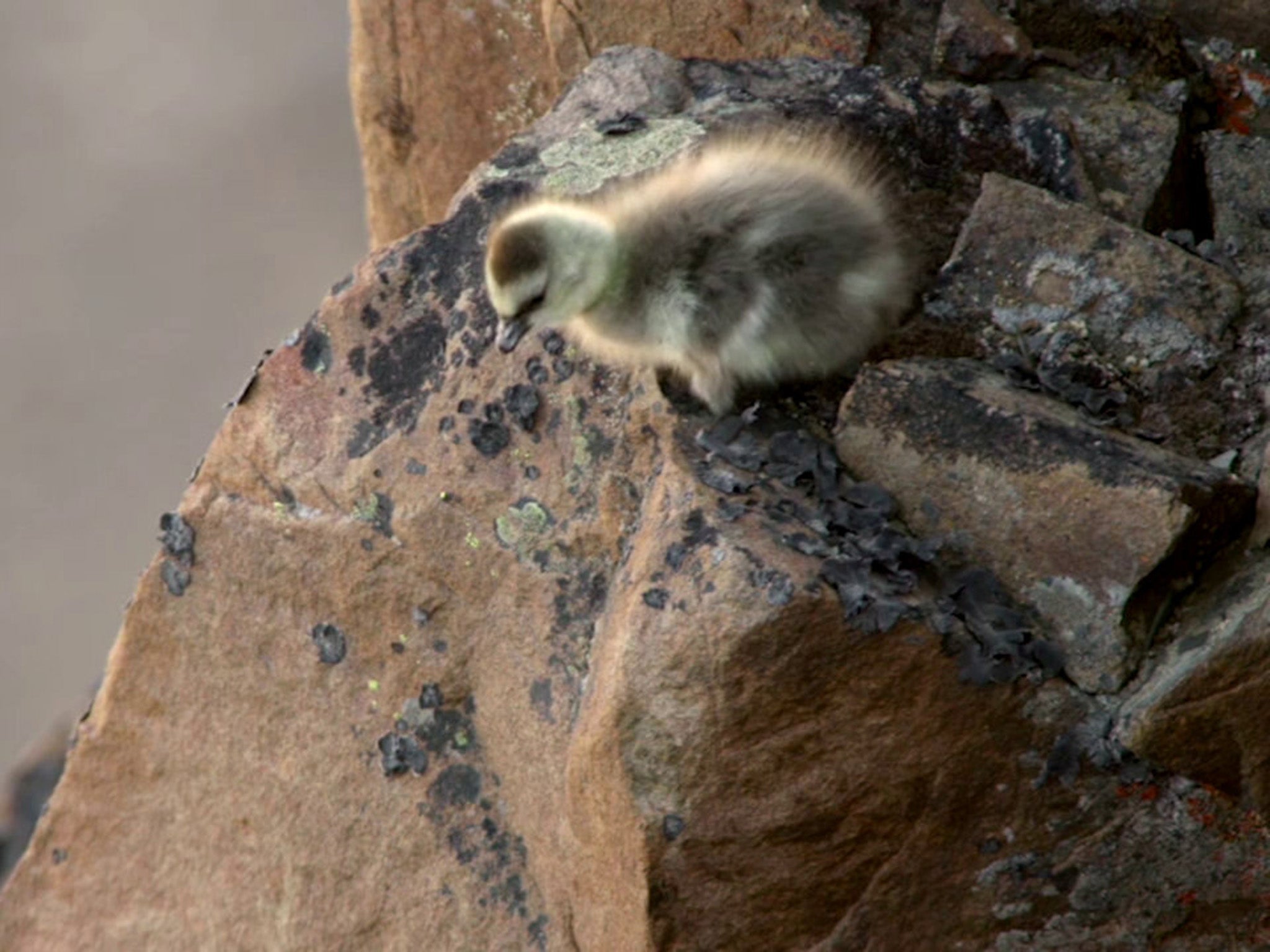 Day-old chicks plummet down a 400-feet drop in search of food (National Geographic )