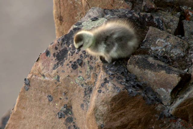 Day-old chicks plummet down a 400-feet drop in search of food