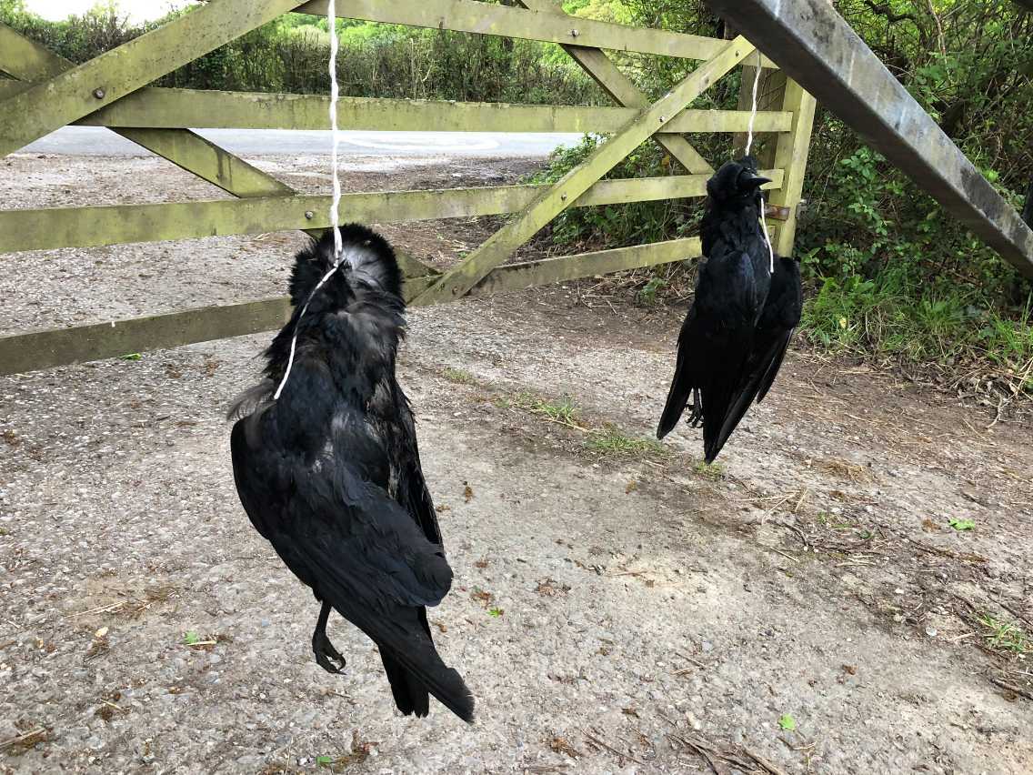 BBC presenter Chris Packham found dead crows strung up outside his house