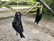 Crows hanged outside Chris Packham’s home amid anger at shooting ban
