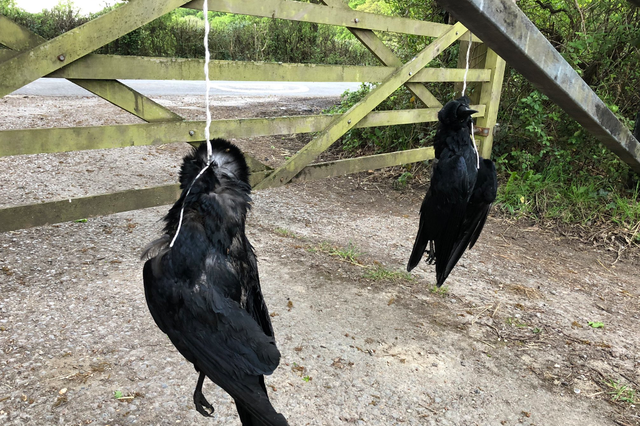 BBC presenter Chris Packham found dead crows strung up outside his house on Thursday morning
