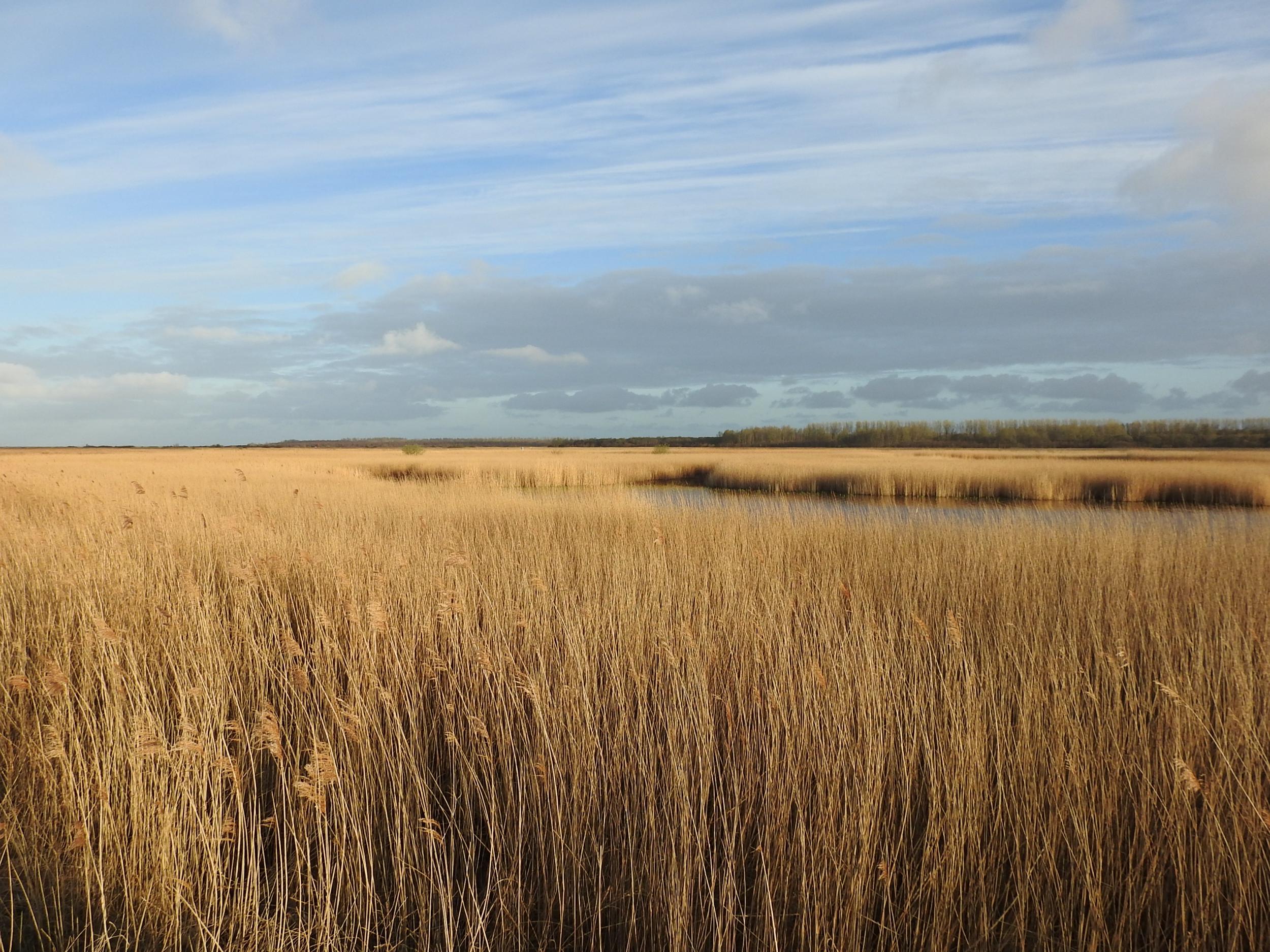 Lauwersmeer is known for its wildlife, as well as its clear skies