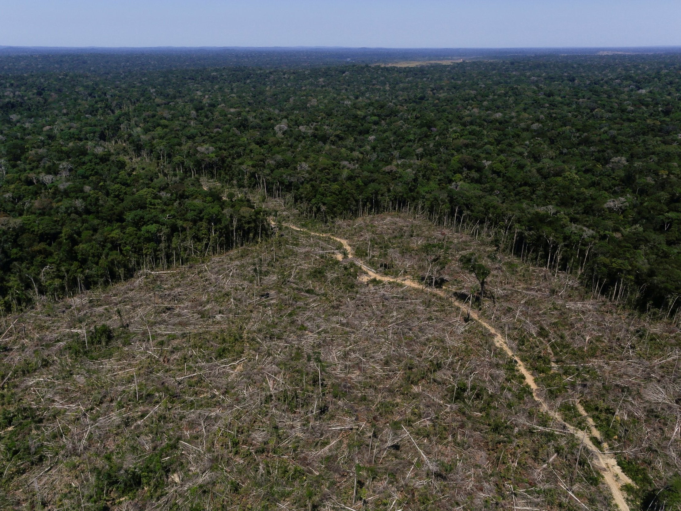 Enough rainforest to fill 30 football pitches destroyed every minute last year