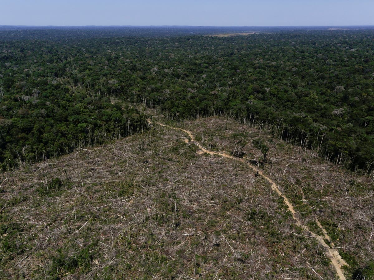 Enough rainforest to fill 30 football pitches destroyed every minute last  year, The Independent