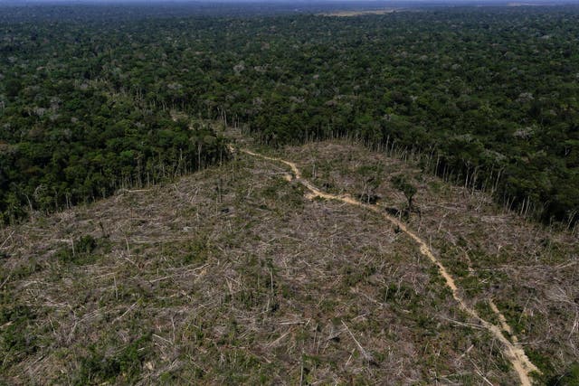 Deforestation caused by illegal logging in the Brazilian state of Amazonas