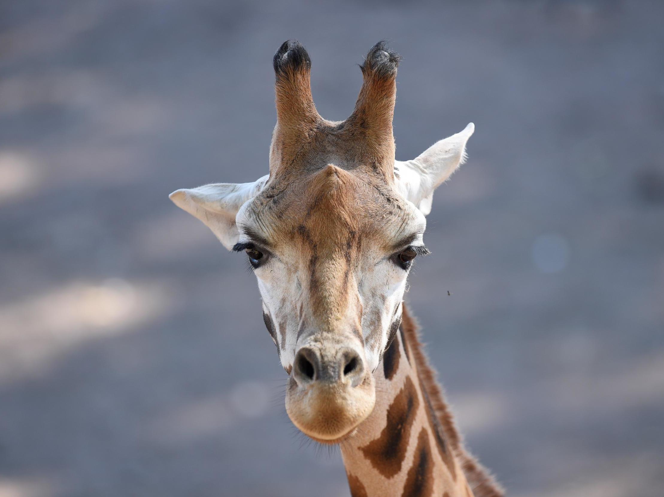 Just over 97,000 giraffes remained in the wild in 2016