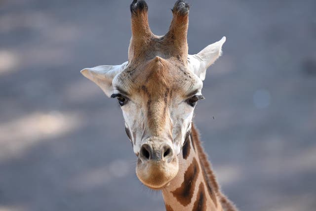 Giraffe numbers have fallen precipitously in recent decades