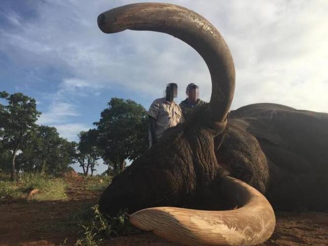 The elephant was shot dead in the Gonarezhou Safari area of Zimbabwe