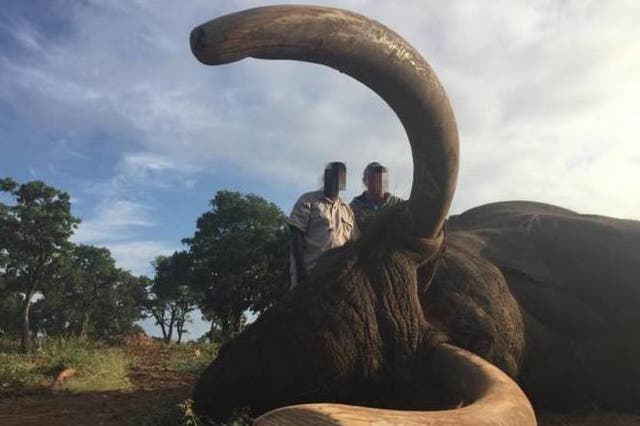 Carcasses are left to rot after poachers have taken the tusks