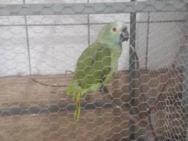 The unnamed parrot remained silent under police interrogation after its capture in northern Brazil