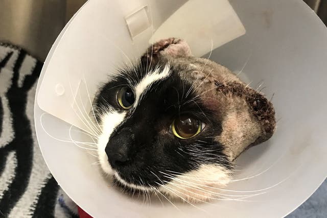 One of the cats attacked was named Vincent van Gogh after the artist who famously cut off his own ear