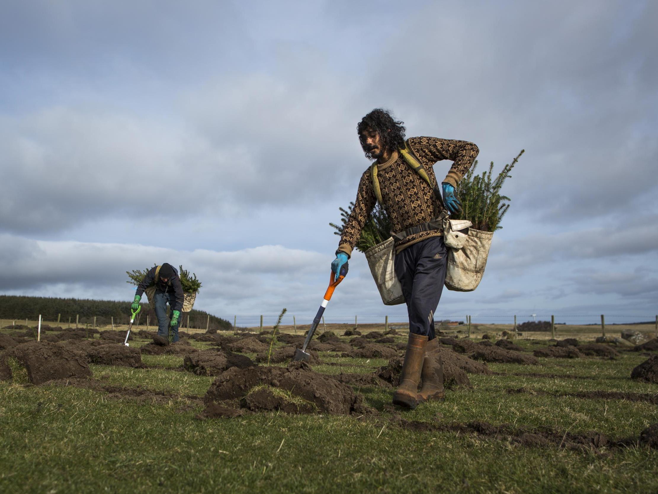 A huge tree-planting scheme, like this one in Northumberland, is recommended to help tackle greenhouse gases from farming