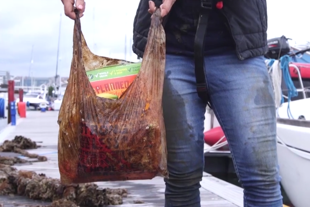 Biodegradable bags left in the ocean or soil could carry bananas, cereal and other groceries three years later