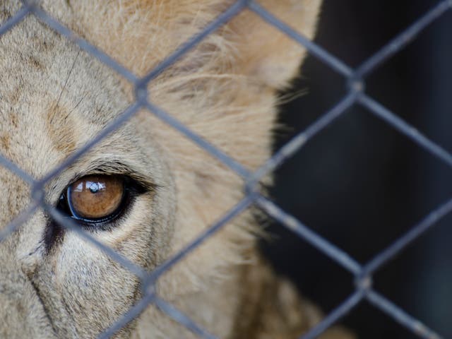 Shooting captive lions has become more popular among UK hunters leading to rising calls for a ban on 'trophy' imports