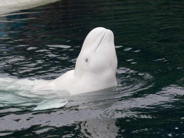 <p>A beluga whale has been spotted swimming in the Seine  </p>