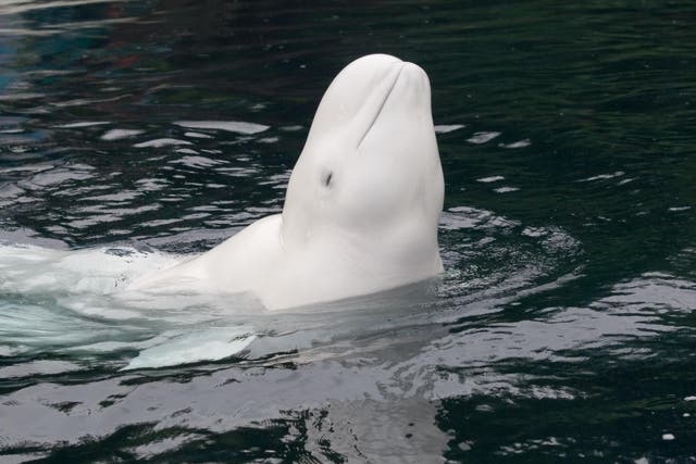 <p>A beluga whale has been spotted swimming in the Seine  </p>