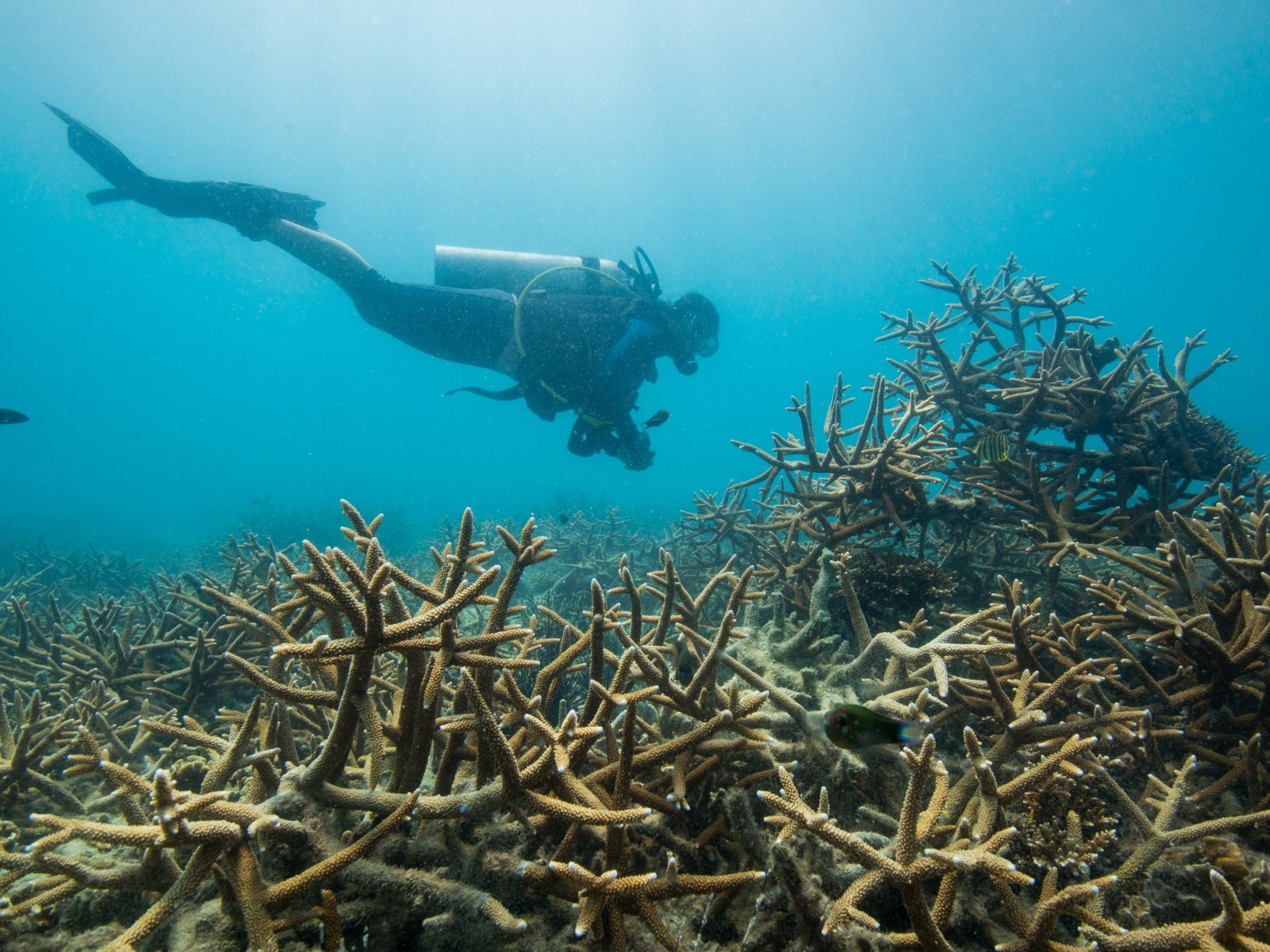 Extreme weather events like hurricanes and tsunamis make working on the reefs only possible for around half the year