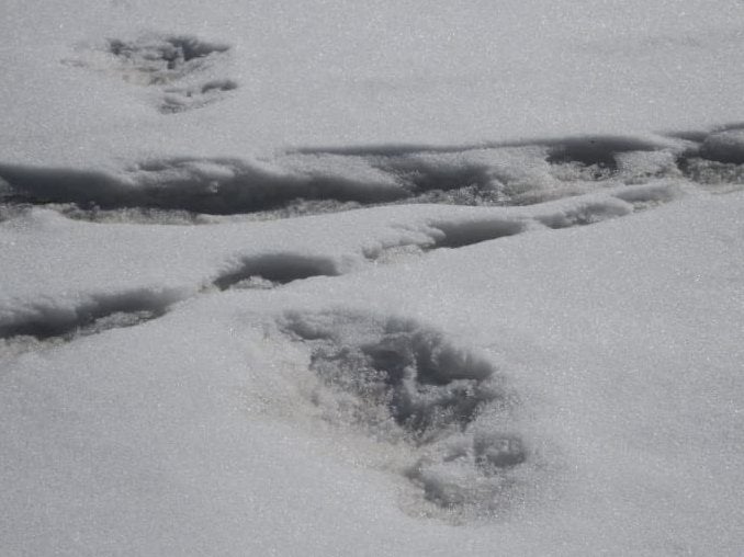 The team photographed what they claim to be yeti footprints