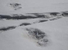 ‘Yeti’s footprints discovered’ during expedition in Himalayas