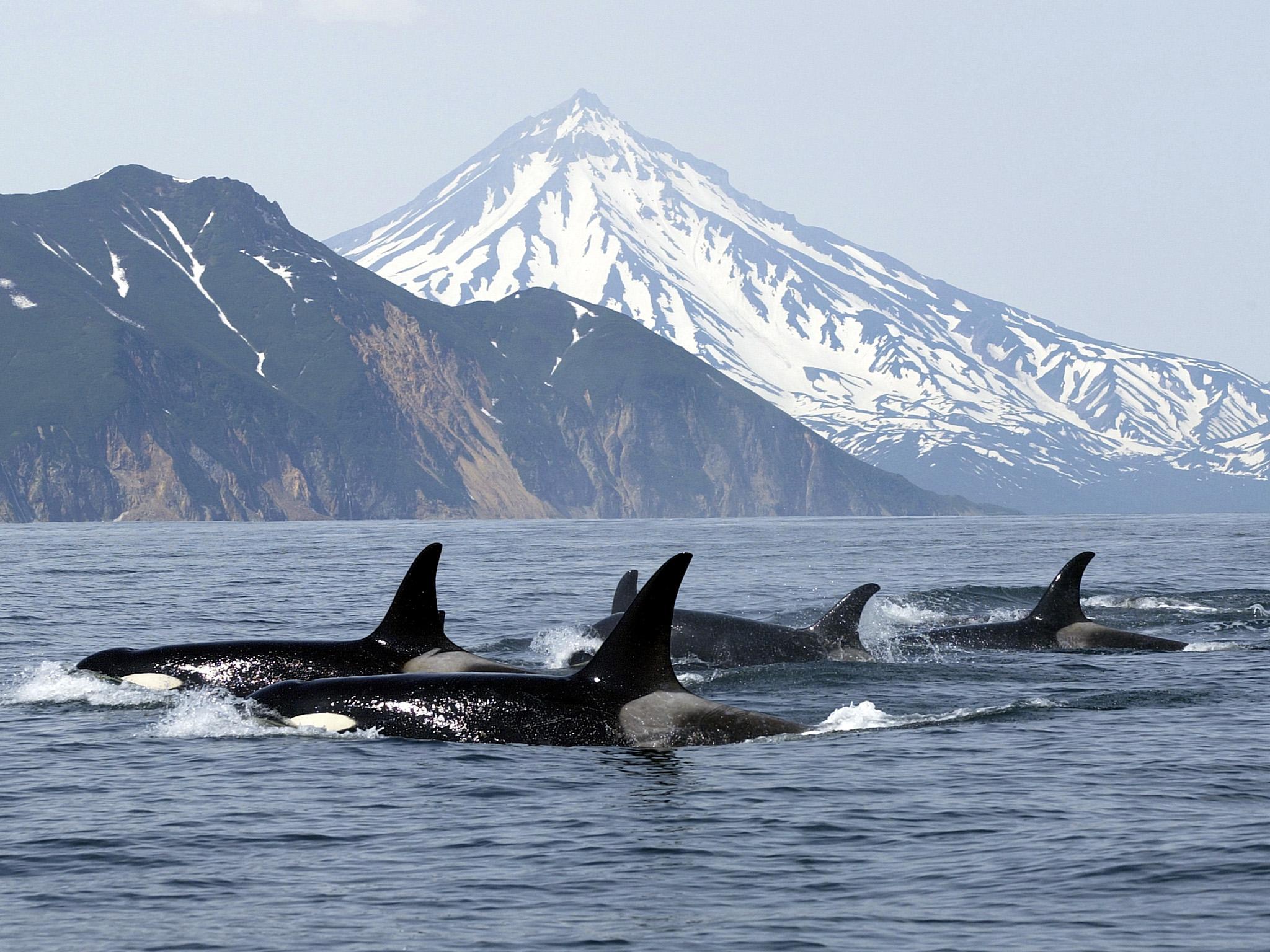 Killer whales tend to travel in packs of seven or more
