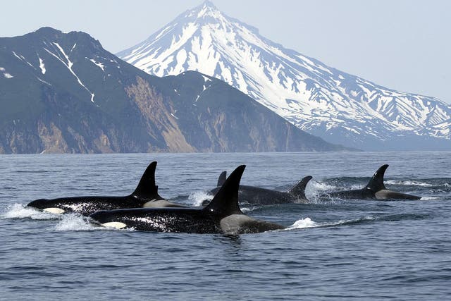 Killer whales tend to travel in packs of seven or more