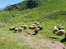 ‘Too many sheep in Wales to aim for net zero emissions’