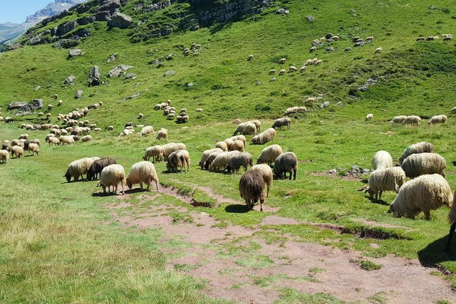 There are more than 10 million sheep in Wales, accounting for almost a third of all sheep in the UK