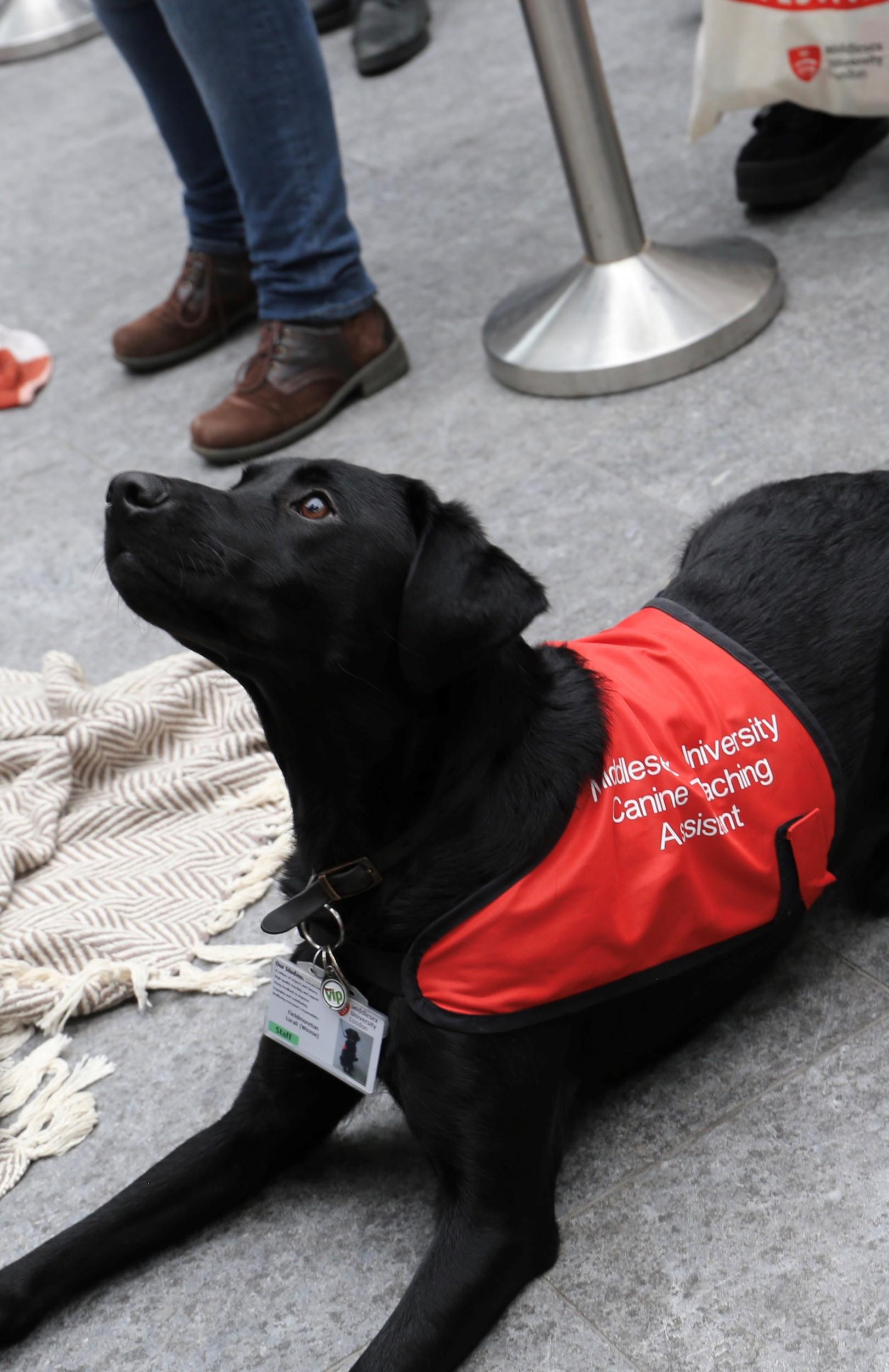 Middlesex University is using dogs to help students with exam stress