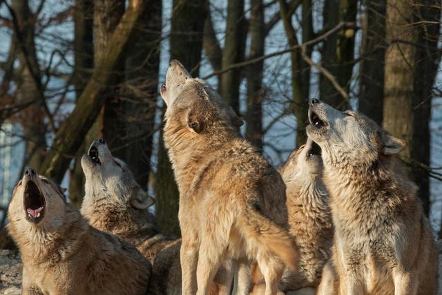 Grimm truth: some politicians are comparing wolves to immigrants