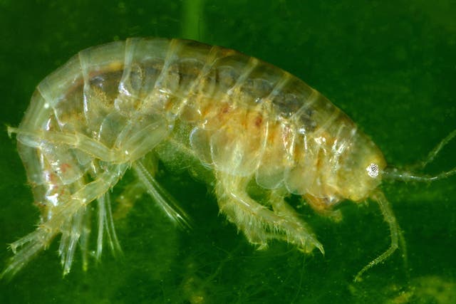Freshwater shrimps in the UK were found to have been exposed to cocaine and ketamine in waterways in rural Suffolk