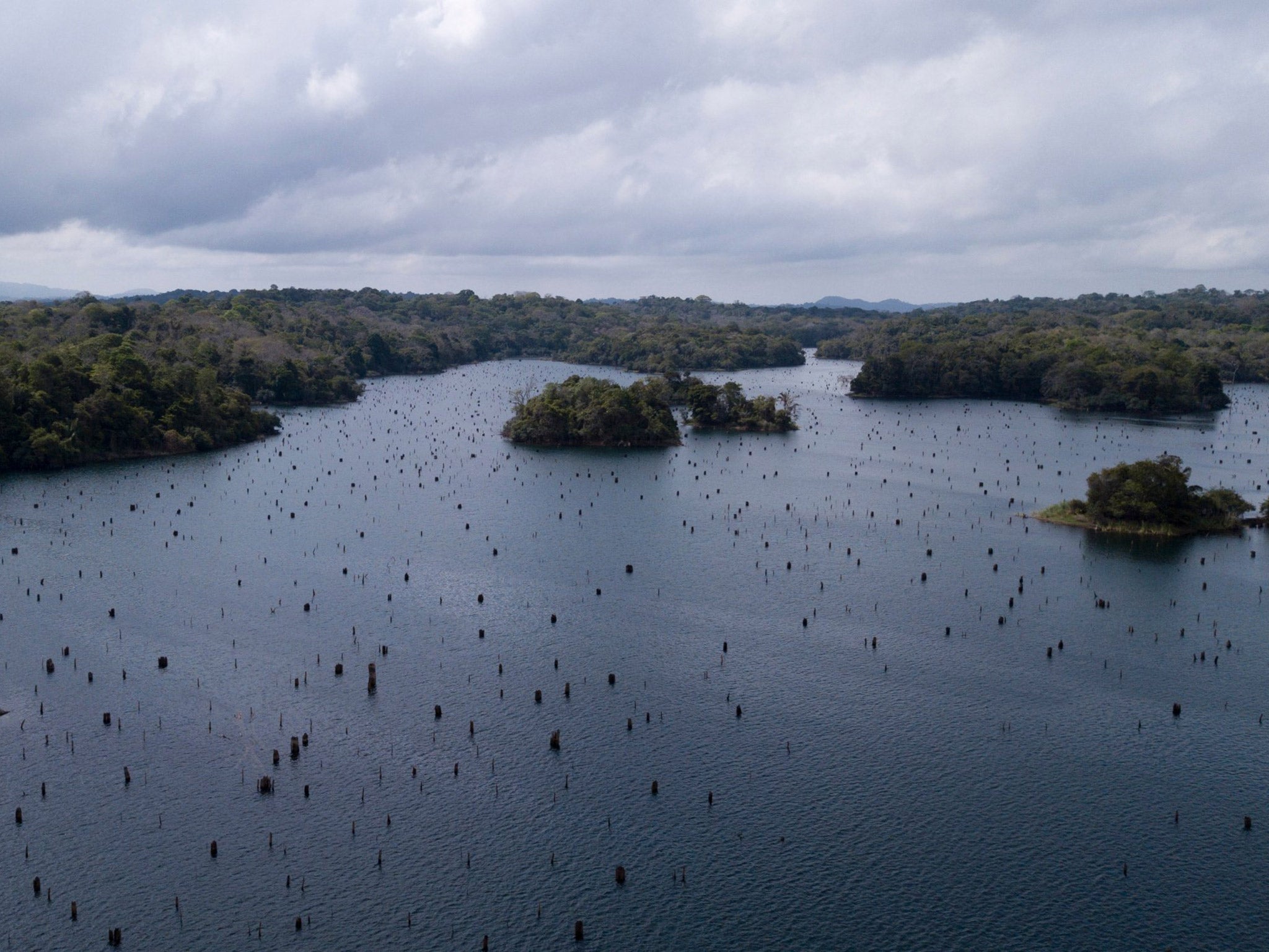 Green shoots: trees that used to be submerged are now exposed in the Panama Canal