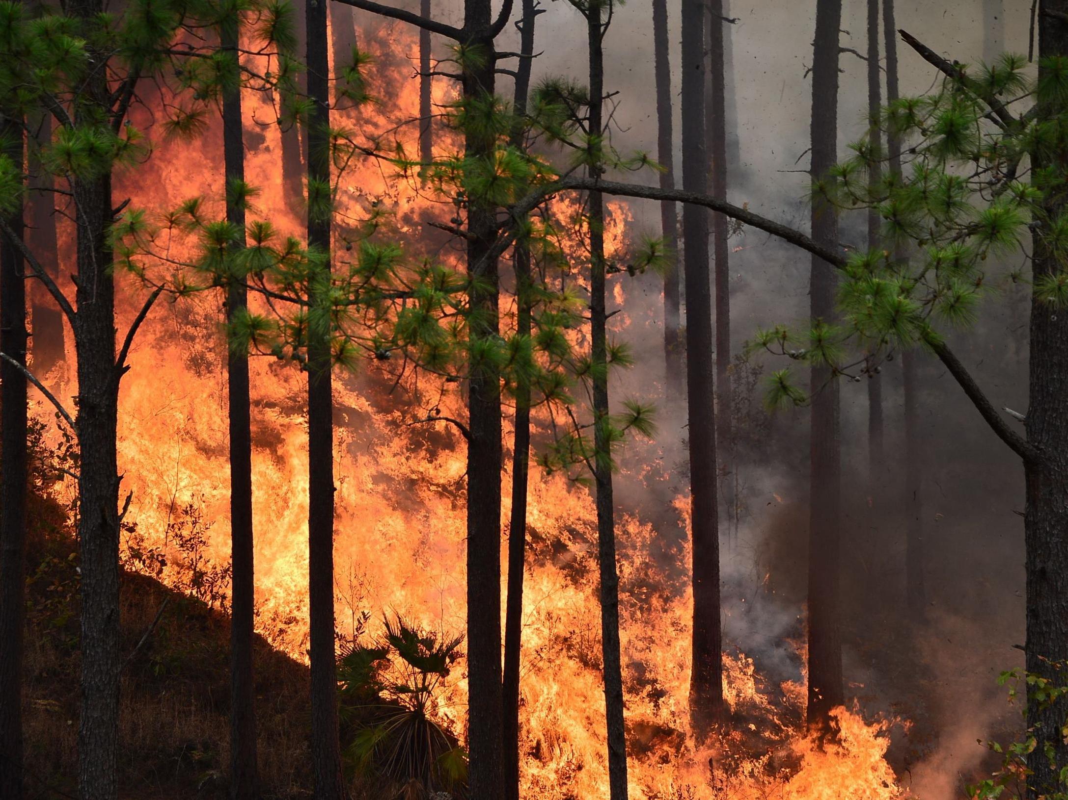 Rising global temperatures are causing ever more wildfires, which destroy forests and in turn exacerbate climate change