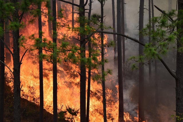Rising global temperatures are causing ever more wildfires, which destroy forests and in turn exacerbate climate change 