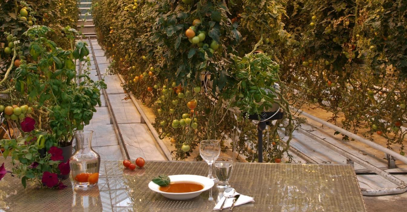 An Icelandic greenhouse growing tomatoes