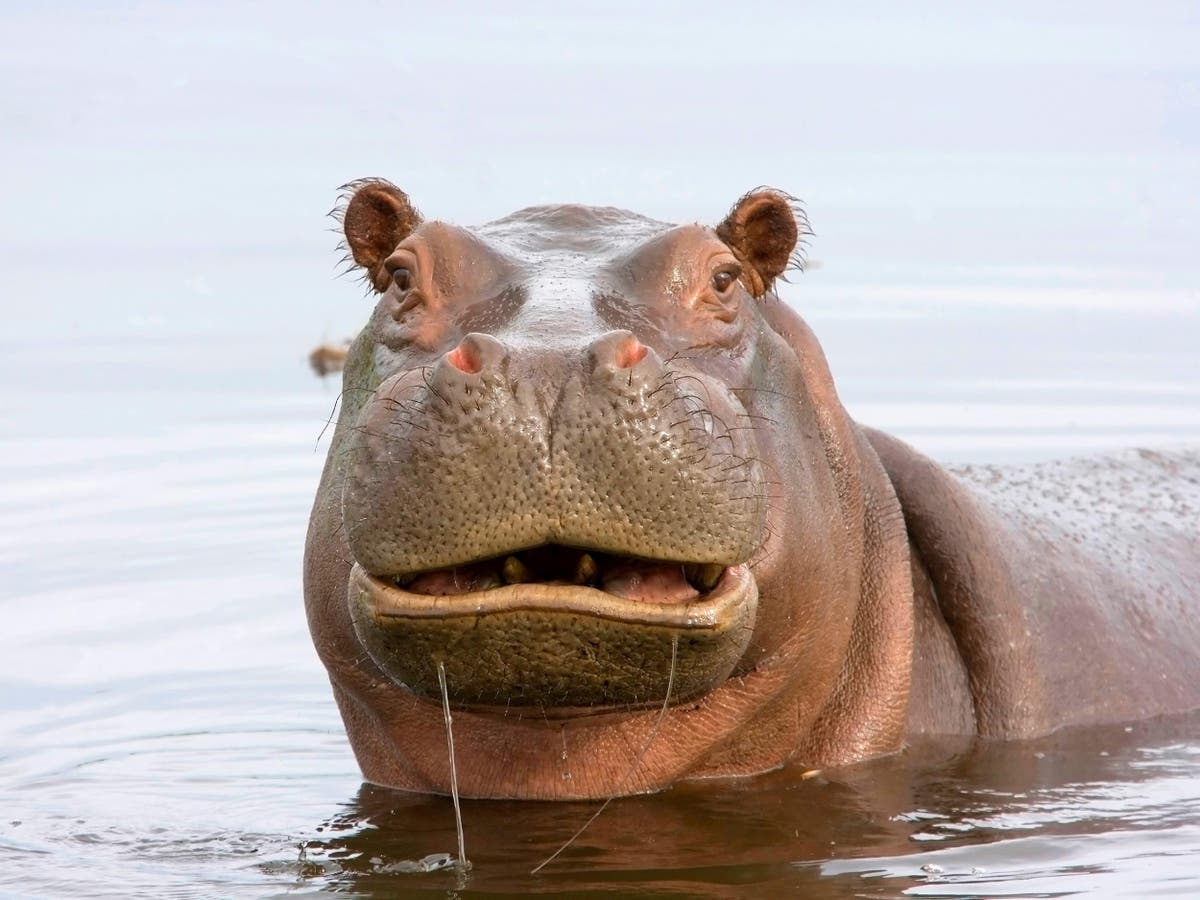 Hippo dung shortages caused by hunting could endanger fish and communities on Africa’s great lakes, study shows