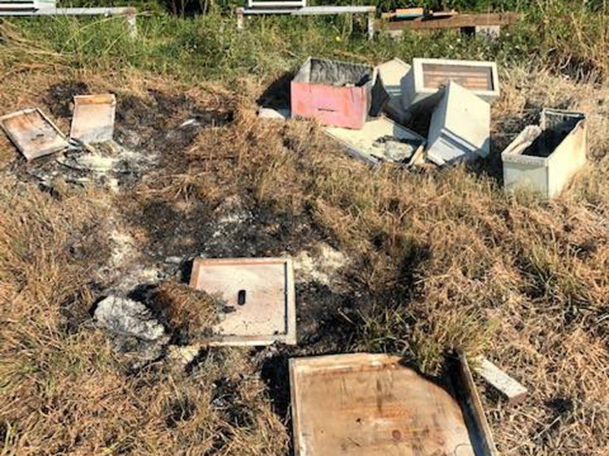 More than half a million honey bees killed after attacker sets hives on fire