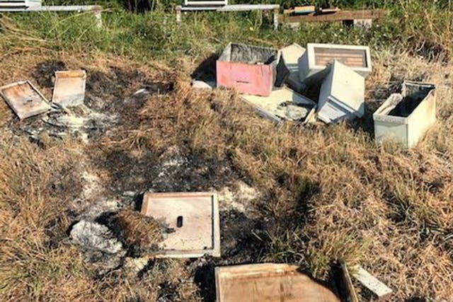 Most of the 20 hives were incinerated with some tossed into a pond or toppled over