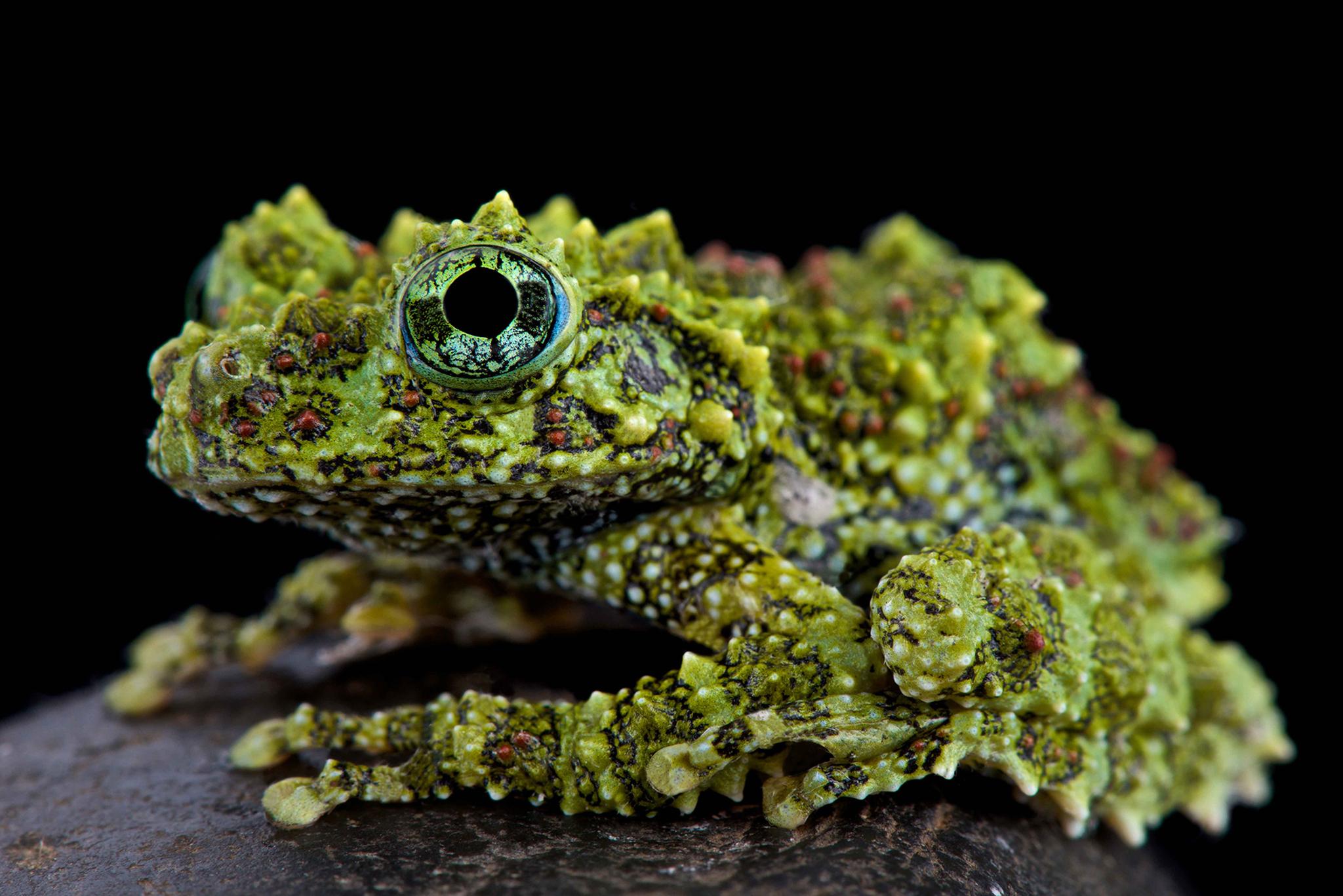 Mossy frog