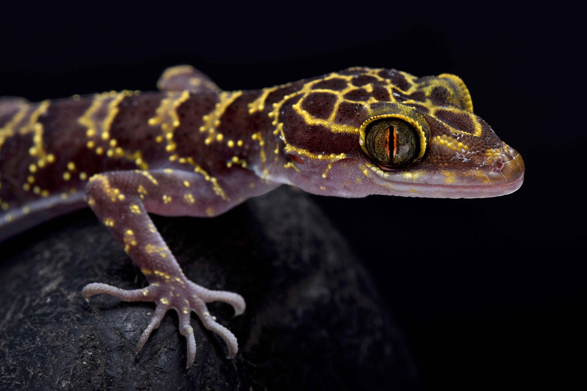 <p>Descubren un “sexto sentido” en los gecos que podría ayudar a tratar problemas de audición y equilibrio en los humanos</p>