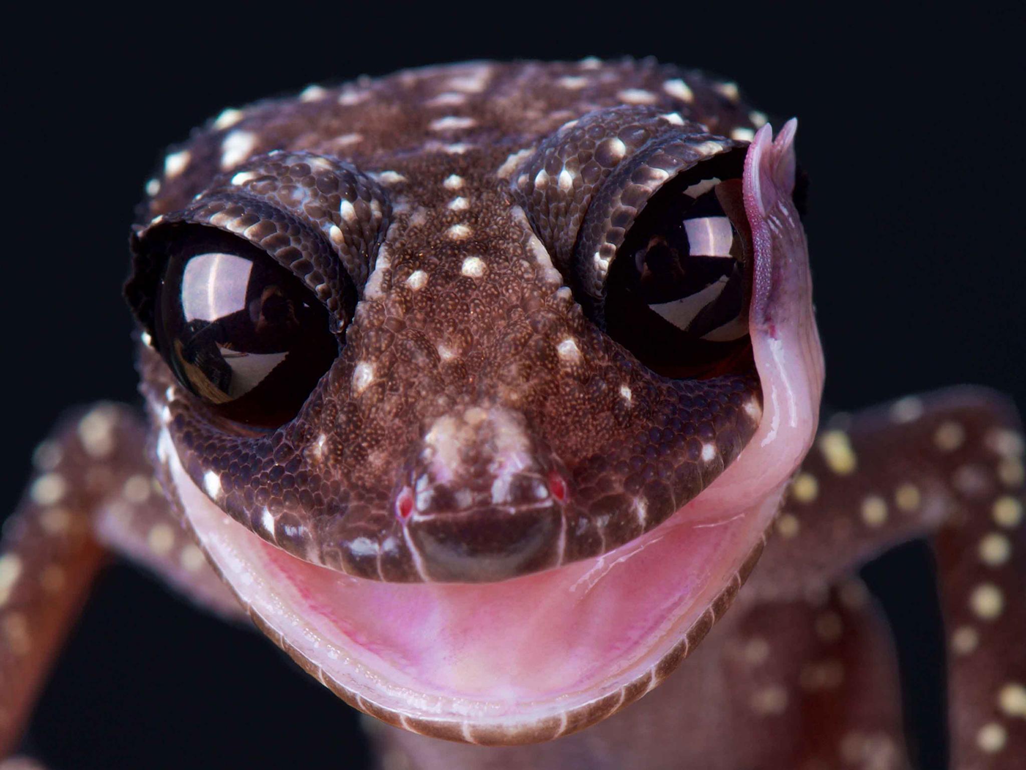 Rare and strange cold-blooded creatures captured in striking