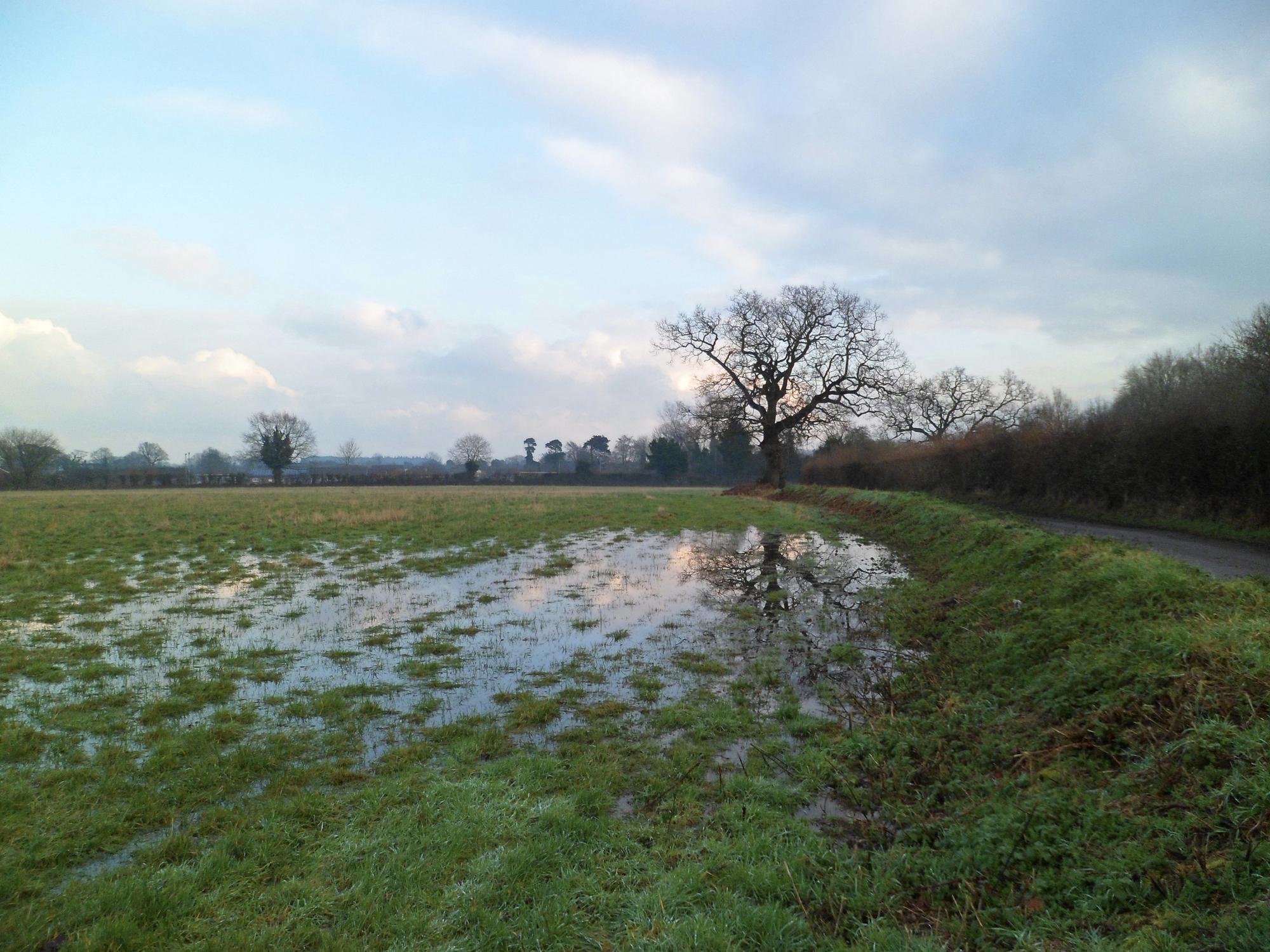 Denuded by winter, an oak tree silhouetted against the cold bright sky is reflected in flooded field