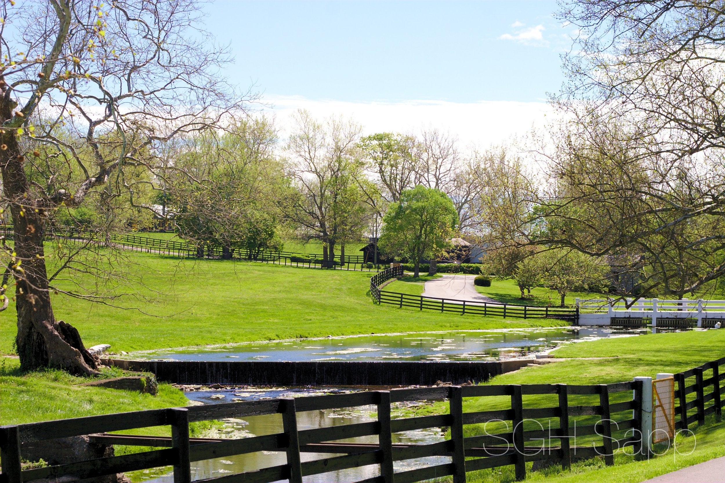 The lush bluegrass of Claiborne Farm in Kentucky