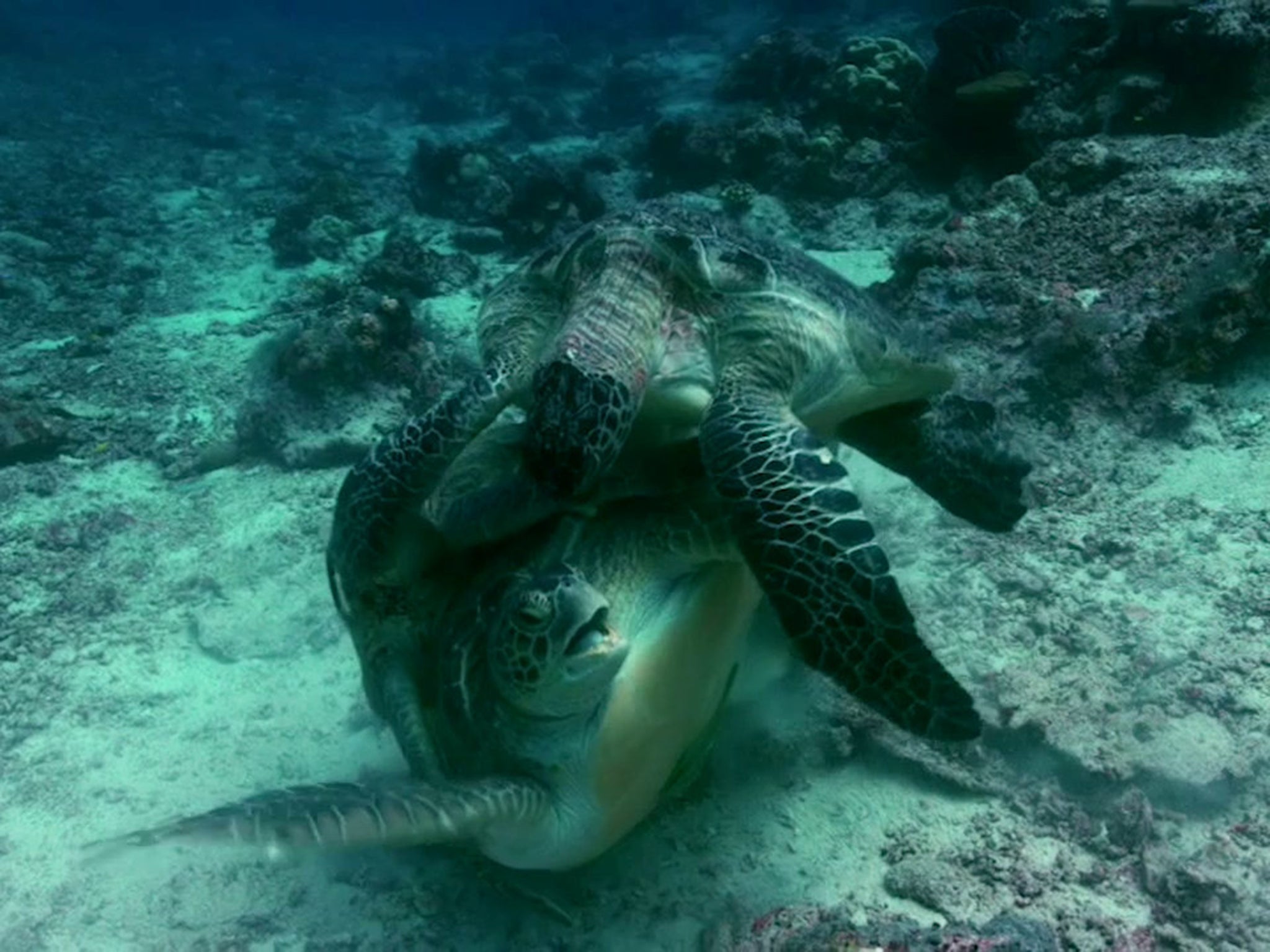Mating turtles fight off possessive biting male