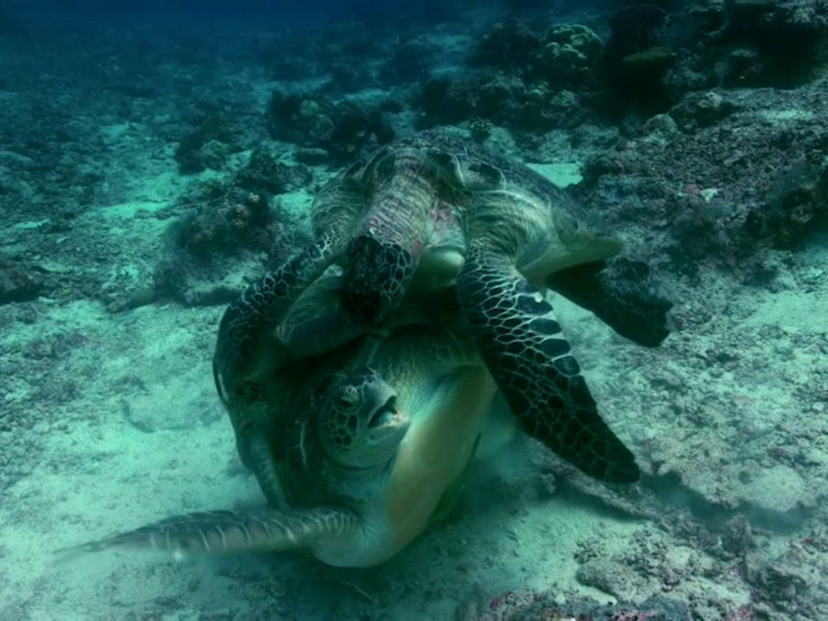 Mating turtles fight off possessive biting male in dramatic footage