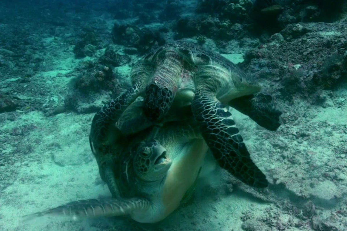 Mating turtles fight off possessive biting male in dramatic footage ...