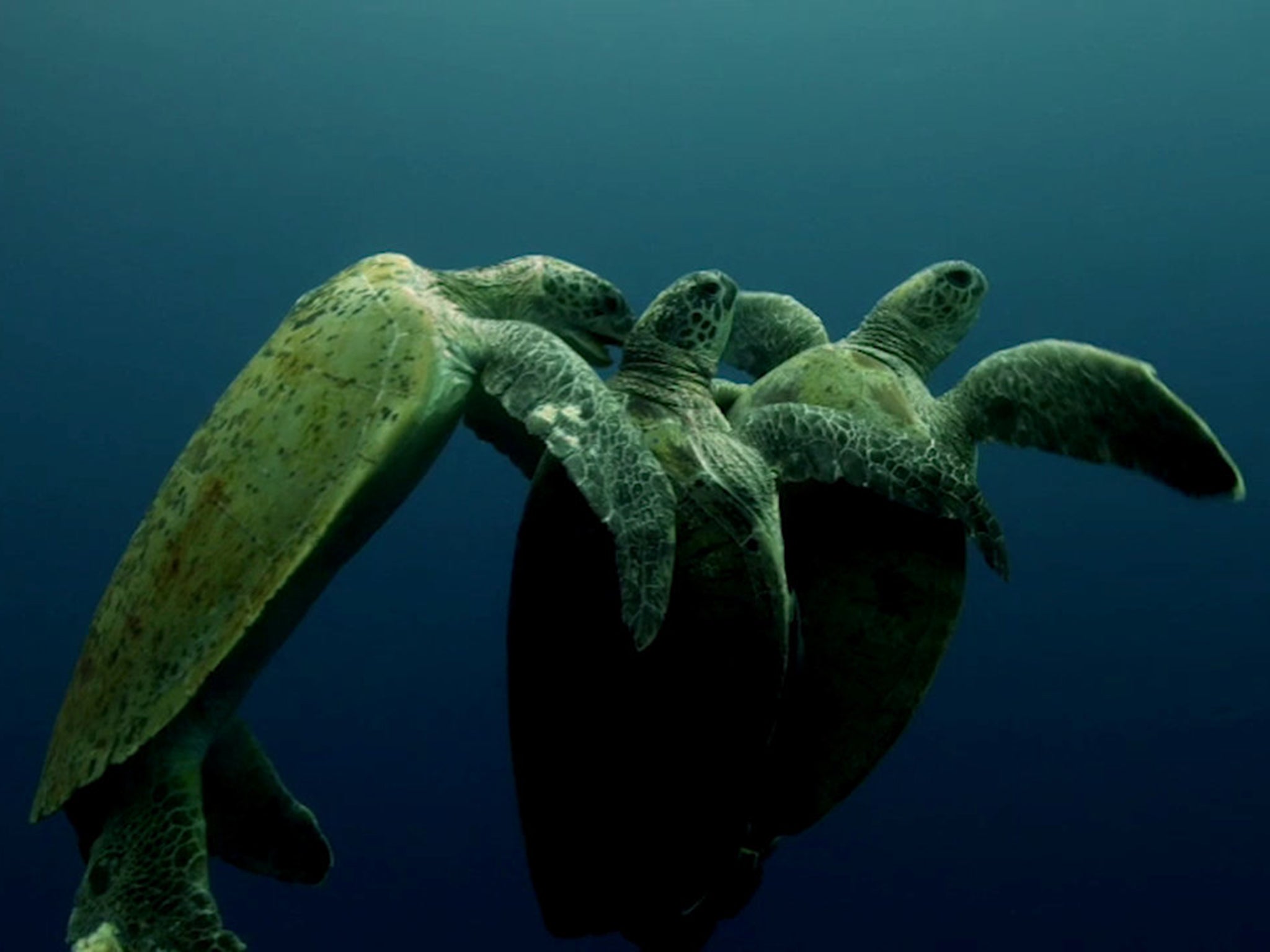 The intruding male olive ridley turtle tries to split up the mating pair