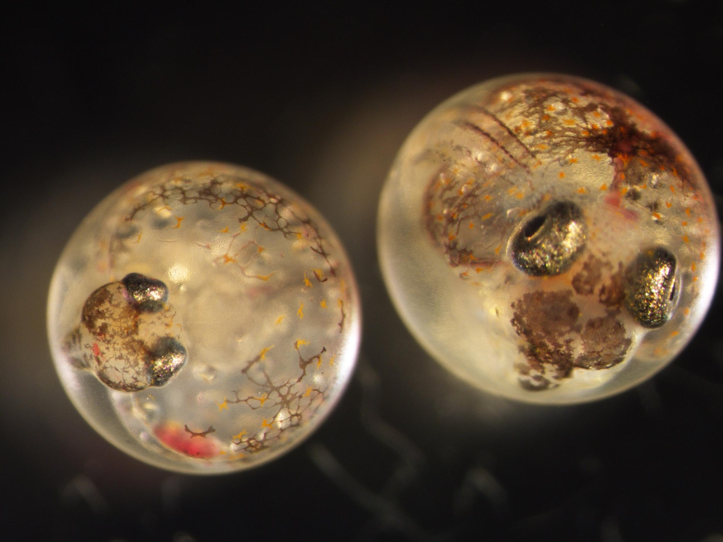 Five-day old Gulf killifish embryos. The embryo on the right is from the pollution-tolerant population and its heart has developed properly.